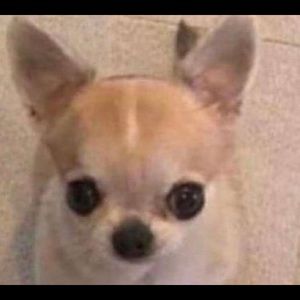 Meet your Posher, Alejandro